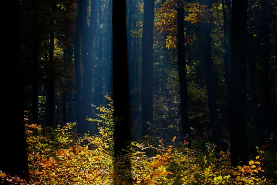 Foliage in Casentino: il bosco che cambia colore senza fretta