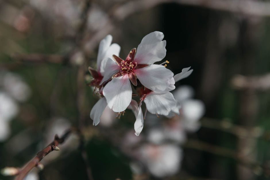 Mandorlo in fiore ad Agrigento: la primavera che arriva a febbraio