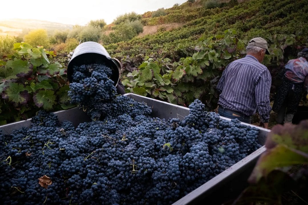 Il Douro a settembre: la vendemmia nella valle di vino più antica del mondo