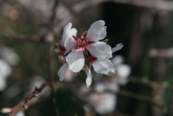 Mandorlo in fiore ad Agrigento: la primavera che arriva a febbraio