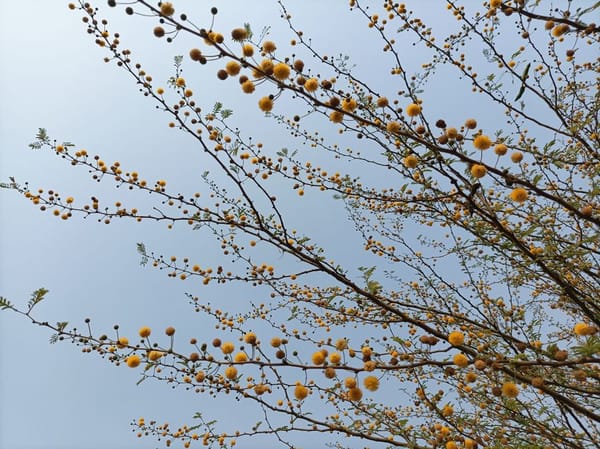 Mimose e primavera anticipata: dove l'8 marzo diventa una gita