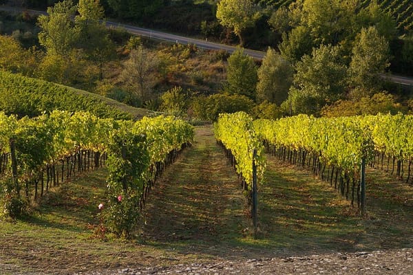 Le strade del vino in Italia: itinerari enoturistici per un'estate diversa