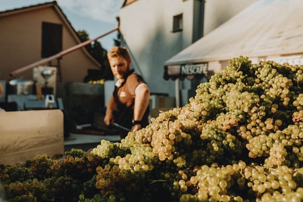 Vendemmia 2026: le cantine italiane che aprono ai turisti per raccogliere l'uva a settembre